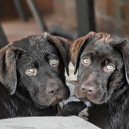 French Bulldogs and Labrador Retrievers from Spencer's LuvaBulls and English Labs