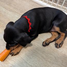 Doberman Pinscher Puppies from Jen-Mar Doberman's