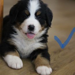 Boy 6 - Black rust and white male Bernese Mountain Dog puppy in Walnut Creek, Ohio from Emerald Acres Bernese