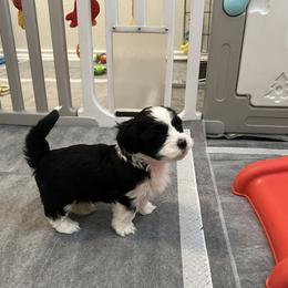 Greyson Black and White MALE - Black and white male Havanese puppy in Monahans, Texas from Homeward Havanese, LLC