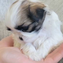 Ribbon - Tricolor female Shih Tzu puppy in Alpine, Utah from Mimi's Shih Tzus