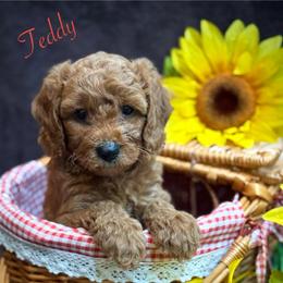 Teddy - Red  male Goldendoodle puppy in Crockett, Texas from Kingdom Kennels