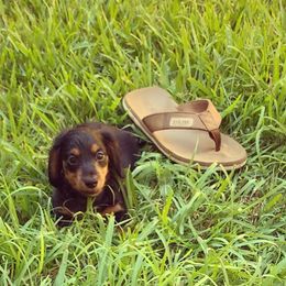 Dachshund and Poodle Puppies from Chocolate Pet Connection