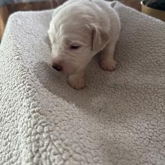 Light blue - White and brown female Saint Berdoodle puppy in Walbridge, Ohio from Jeff's St Berdoodles