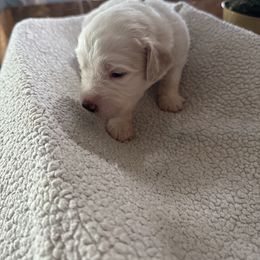 Light blue - White and brown female Saint Berdoodle puppy in Walbridge, Ohio from Jeff's St Berdoodles