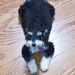 Sofie - Miniature Schnauzer