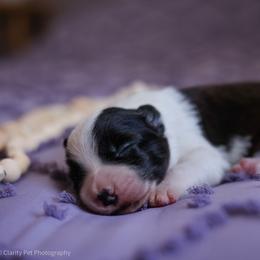 Novella - Black and white female Border Collie puppy in Brooklyn Center, Minnesota from Inspire Performance Dogs