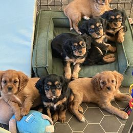 Cavalier King Charles Spaniel Puppies from Colorful Cavaliers