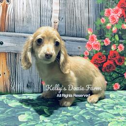 Red Female Longhair Teal Collar - Red female Dachshund puppy in Cleveland, Tennessee from Kelly's Doxie Farm