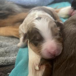 Miniature Australian Shepherd and Toy Australian Shepherd Puppies from Natural Life Ranch