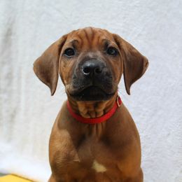 Rhodesian Ridgeback Puppies from Supernova Ridgebacks