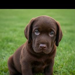 Blue - Chocolate male Labrador Retriever puppy in Wauconda, Illinois from Oksana's Labrador Retrievers