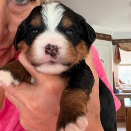 Bogey - Tri-color male Bernedoodle puppy in Royse City, Texas from Platinum Bernedoodles of Texas