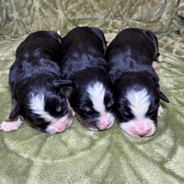 Male 1 - Black rust and white male Bernese Mountain Dog puppy in Merrill, Michigan from Happy Tails Family Farm
