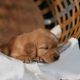 Eleanor - Golden female Golden Retriever puppy in Payette, Idaho from Stonewick Retrievers