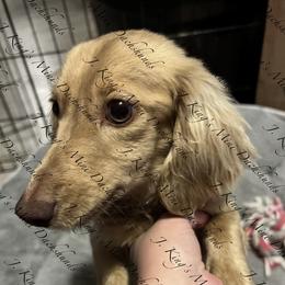 Hershey - Dachshund