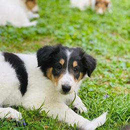 Collie, Old Time Scotch Collie, and Working Cross Puppies from Franklin Farm Collies