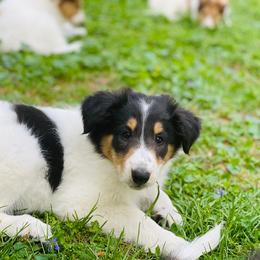 Collie, Old Time Scotch Collie, and Working Cross Puppies from Franklin Farm Collies