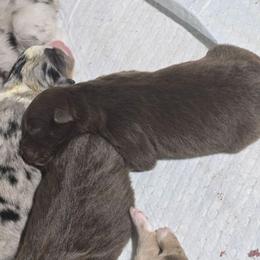 Red tri girl 1 - Red tri-color female Australian Shepherd puppy in Rainsville, Alabama from Chaparro Farm