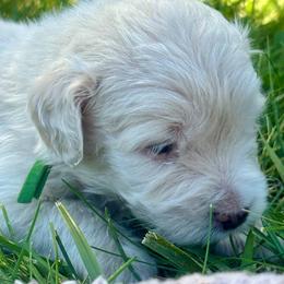 Green - Cream male Goldendoodle puppy in Holland, Michigan from WAG 52nd
