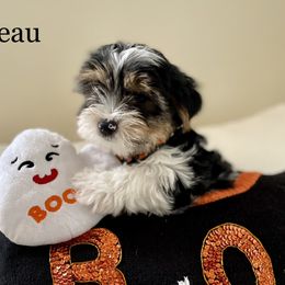 Biewer Terrier Puppies from Blue Water Biewers LLC