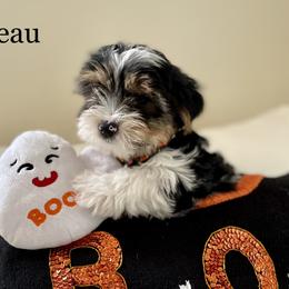Biewer Terrier Puppies from Blue Water Biewers LLC