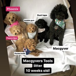 Poodles from Wilcox Breeding Service
