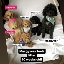 Poodles from Wilcox Breeding Service