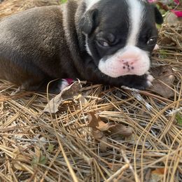 French Bulldog Puppies from Nick’s pups