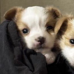 Companion Crosses, Papillons, and Poodles from WayMakers Papillons & Poodles