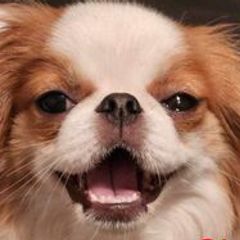 Japanese Chins and Shih Tzus from Mixed Itty Bittys