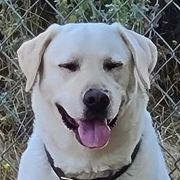 Flurry - Labrador Retriever
