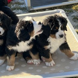 Bernese Mountain Dog Puppies from Breaking Trail Berners