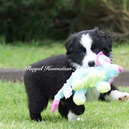 Fiji - Black & white Miniature American Shepherd puppy in Kamuela On The Big Island, Hawaii from Royal Hawaiian Aussies LLC