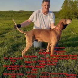 American English Coonhounds from Tri-State English Kennel