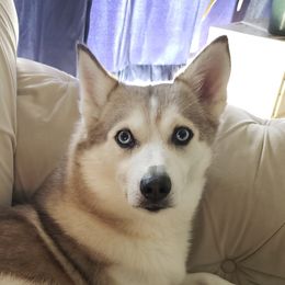 Cola - Pomsky