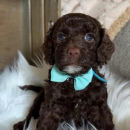 Beacon - Chocolate male Goldendoodle puppy in Decatur, Texas from Scherrer Sweet Goldendoodles