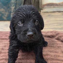 Boy 2 - Black male Labrador Retriever puppy in Napavine, Washington from StormyDaze Labradors & Beagles