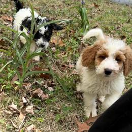 Cheyenne - Parti female Goldendoodle puppy in Jacksonville, Florida from Dandelion Doodles