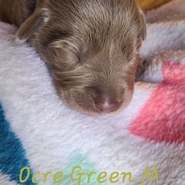 Ocre Green - Chocolate male Labrador Retriever puppy in Anderson, Texas from TLS Retrievers
