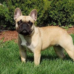 Desiree - French Bulldog