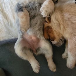 Australian Cattle Dog Puppies from Miller Australian Cattle Dogs