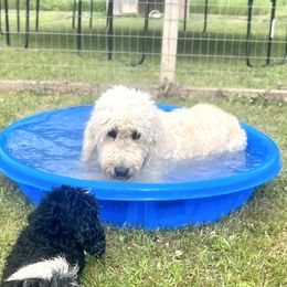 Paisley - Goldendoodle