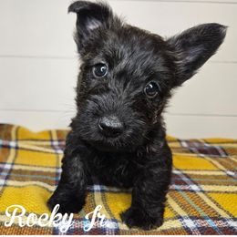 Boy 2 - Yellow collar - Brindle male Scottish Terrier puppy in San Tan Valley, Arizona from For the love of Scotties