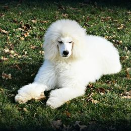 Poodle and Whoodle All Grown Up from Twin Pines