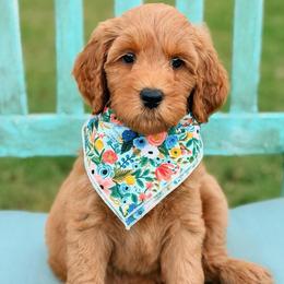 Rally - Red  female Goldendoodle puppy in Hartwell, Georgia from BellaDoodles