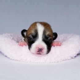 American Corgi and Pembroke Welsh Corgi Puppies from Whimsical Treasure Corgis