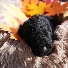 Curly-Coated Retriever Puppies from CHAPARRAL CURLY RETRIEVERS