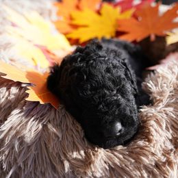 Curly-Coated Retriever Puppies from CHAPARRAL CURLY RETRIEVERS