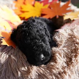 Curly-Coated Retriever Puppies from CHAPARRAL CURLY RETRIEVERS